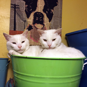 Fundraising Page: Team Kitten Rescue